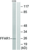 Anti-FFAR1 antibody produced in rabbit affinity isolated antibody