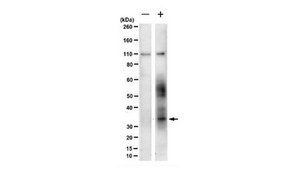 Anti-CRB3A Antibody, clone 1E6 clone 1E6, from rat