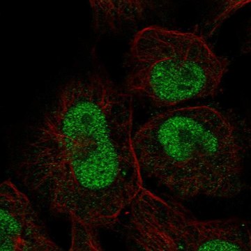 Anti-ZNF667 antibody produced in rabbit Prestige Antibodies&#174; Powered by Atlas Antibodies, affinity isolated antibody