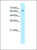 Anti-GUSB antibody produced in rabbit IgG fraction of antiserum