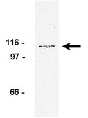 Anti-FGFR1 Antibody, clone 19B2 clone 19B2, Upstate®, from mouse