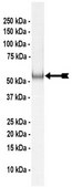 Parkin Protein, active, 10 µg Active, full length, human recombinant human Parkin. N-terminal 6His-tagged. For use in Enzyme Assays. Functions as an E3 ligase in ubiquitination assays.