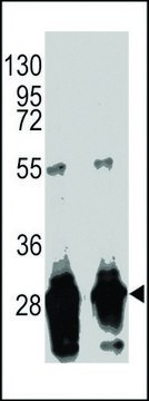 MONOCLONAL ANTI-GFP TAG antibody produced in mouse clone 168AT1211.269.64, crude ascites, buffered aqueous solution