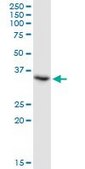 Anti-TSEN34 antibody produced in mouse IgG fraction of antiserum, buffered aqueous solution