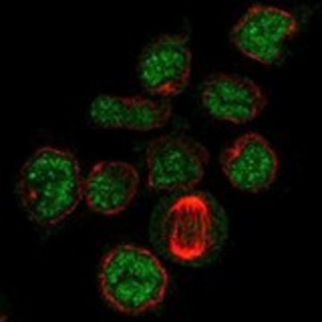 Anti-PDZD7 antibody produced in rabbit Prestige Antibodies&#174; Powered by Atlas Antibodies, affinity isolated antibody, buffered aqueous glycerol solution