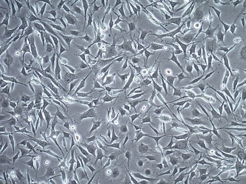 OSUMMER.10 Mouse NRAS-Mutant Melanoma Cell Line