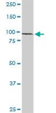 Anti-RFX6 antibody produced in rabbit purified immunoglobulin, buffered aqueous solution