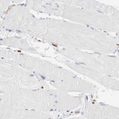 Anti-ALOX5AP antibody produced in rabbit Prestige Antibodies® Powered by Atlas Antibodies, affinity isolated antibody, buffered aqueous glycerol solution
