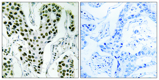 Anti-ZC3H4 antibody produced in rabbit affinity isolated antibody