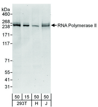 Goat anti-RNA Polymerase II Antibody, Affinity Purified Powered by Bethyl Laboratories, Inc.