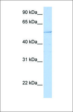 Anti-HNF1B antibody produced in rabbit affinity isolated antibody