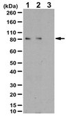 Anti-phospho PSD95 Antibody (Thr19) from rabbit, purified by affinity chromatography