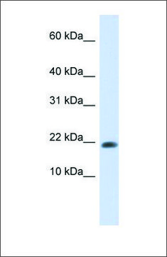 Anti-GABARAPL2 affinity isolated antibody