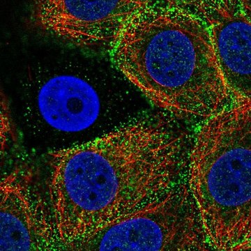 Anti-EPN3 antibody produced in rabbit Prestige Antibodies&#174; Powered by Atlas Antibodies, affinity isolated antibody