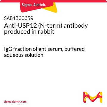 Anti-USP12 (N-term) antibody produced in rabbit IgG fraction of antiserum, buffered aqueous solution