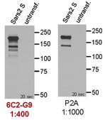 Anti-SARS-CoV-2 Spike RBD Antibody, clone 6C2-G9