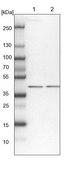 Anti-SEPHS1 antibody produced in rabbit Prestige Antibodies® Powered by Atlas Antibodies, affinity isolated antibody, buffered aqueous glycerol solution