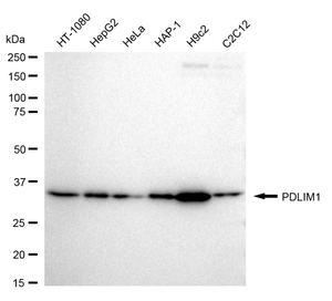 KD-Validated Anti PDZ And LIM Domain 1 Antibody Antibody, clone 24GB1310, Rabbit Monoclonal clone 24GB1310, recombinant rabbit monoclonal, expressed in HEK293 cells
