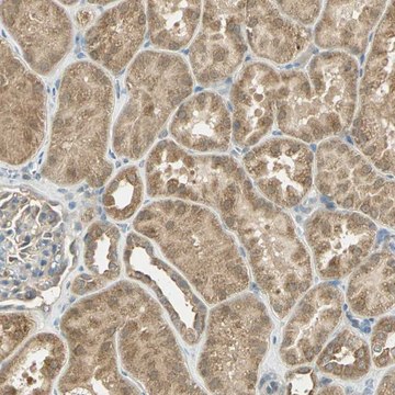 Anti-BIRC2 antibody produced in rabbit Prestige Antibodies&#174; Powered by Atlas Antibodies, affinity isolated antibody, buffered aqueous glycerol solution