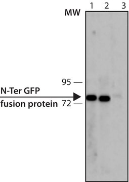 抗绿色荧光蛋白(GFP)抗体，小鼠单克隆 clone GFP-20, purified from hybridoma cell culture