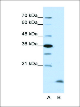 Anti-CCNB3 (AB2) antibody produced in rabbit IgG fraction of antiserum