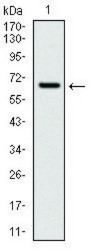 Monoclonal Anti-CYP1A1 antibody produced in mouse clone 6G5, purified immunoglobulin, buffered aqueous solution