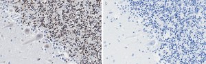 Anti-DNA Polymerase beta Antibody, clone 3F21 ZooMAb® Rabbit Monoclonal recombinant, expressed in HEK 293 cells