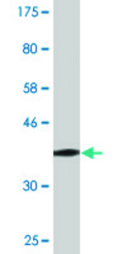 Monoclonal Anti-SLC39A10 antibody produced in mouse clone 1F6, purified immunoglobulin, buffered aqueous solution