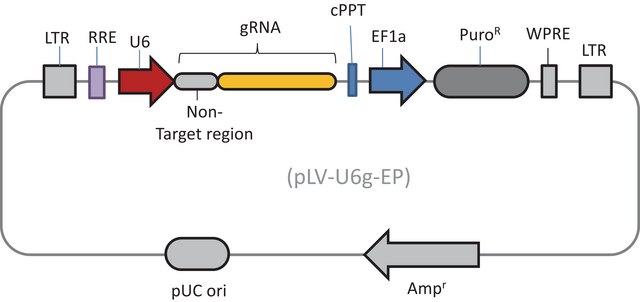 Lenti CRISPR Non-Target gRNA Control Transduction Particles, High Titer (LV02 vector)