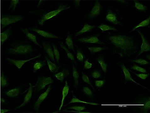 Monoclonal Anti-IFT20 antibody produced in mouse clone 3F3, purified immunoglobulin, buffered aqueous solution