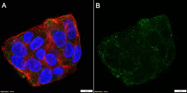 Anti-FAT10 Antibody, clone 4F1