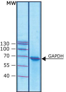 Glyceraldehyde-3-phosphate dehydrogenase human recombinant, expressed in Escherichia coli