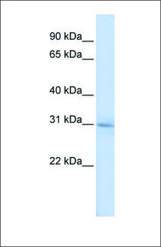 Anti-METTL5 antibody produced in rabbit affinity isolated antibody