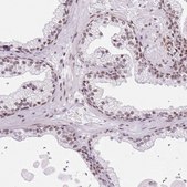 Anti-LUC7L2 antibody produced in rabbit Prestige Antibodies® Powered by Atlas Antibodies, affinity isolated antibody, buffered aqueous glycerol solution