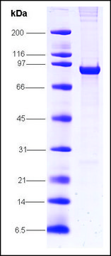 SV40 T-antigen from simian virus recombinant, expressed in insect cells, &#8805;80% (SDS-PAGE)