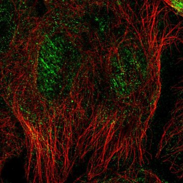 Anti-SEPT10 antibody produced in rabbit Prestige Antibodies&#174; Powered by Atlas Antibodies, affinity isolated antibody