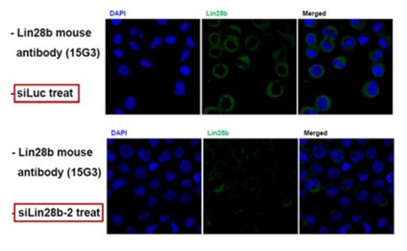 Anti-Lin-28B, clone 15G3 Antibody clone 15G3, from mouse