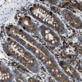 Anti-UGGT1 antibody produced in rabbit Prestige Antibodies® Powered by Atlas Antibodies, affinity isolated antibody, buffered aqueous glycerol solution