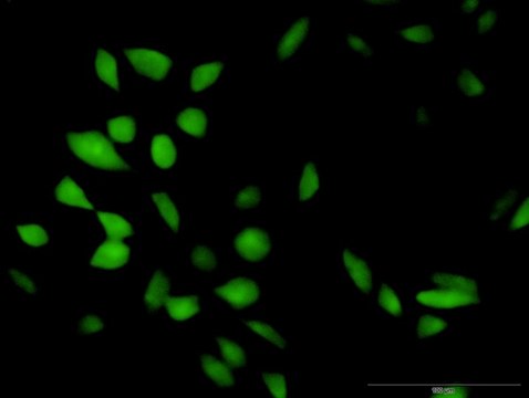 Anti-CISH antibody produced in rabbit IgG fraction of antiserum, buffered aqueous solution