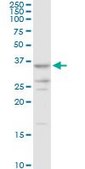 Anti-AKR7A2 antibody produced in rabbit purified immunoglobulin, buffered aqueous solution