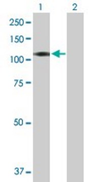 Anti-CXORF20 antibody produced in mouse purified immunoglobulin, buffered aqueous solution