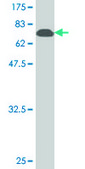 Monoclonal Anti-BAG5 antibody produced in mouse clone 1E3, purified immunoglobulin, buffered aqueous solution