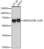 Anti-ZBTB7A/FBI-1/LRF antibody produced in rabbit