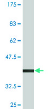 Monoclonal Anti-RGL1 antibody produced in mouse clone 3E10, purified immunoglobulin, buffered aqueous solution