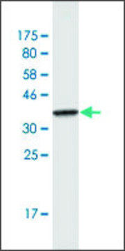 Monoclonal Anti-IMMT antibody produced in mouse clone 1A8, purified immunoglobulin, buffered aqueous solution