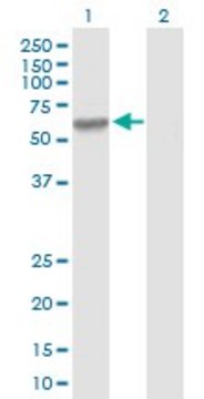 Anti-MMP3 antibody produced in mouse purified immunoglobulin, buffered aqueous solution