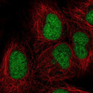 Anti-ORC3 antibody produced in rabbit Prestige Antibodies&#174; Powered by Atlas Antibodies, affinity isolated antibody