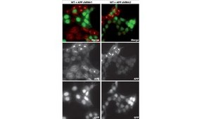 Anti-APP Antibody, clone 7H6 clone 7H6, from rat