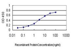 ANTI-MAGEA9 antibody produced in mouse clone 2C2, purified immunoglobulin, buffered aqueous solution