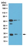 Anti-hGITR Antibody, clone 108-17 clone 108-17, from mouse